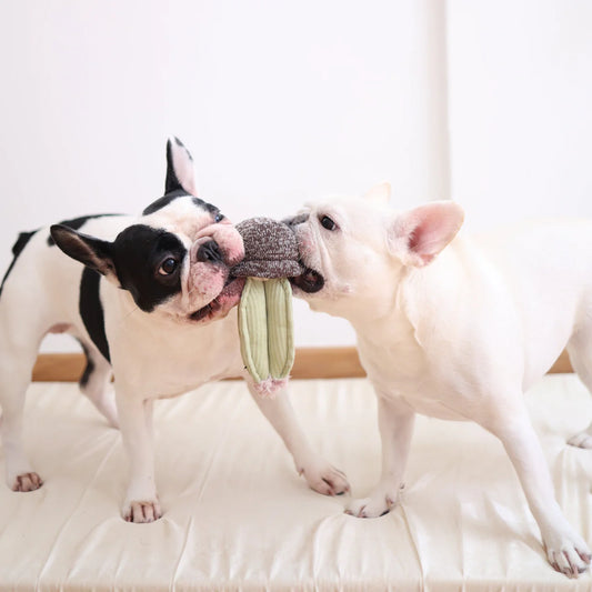 Cactus Snuffle + Squeaky Toy