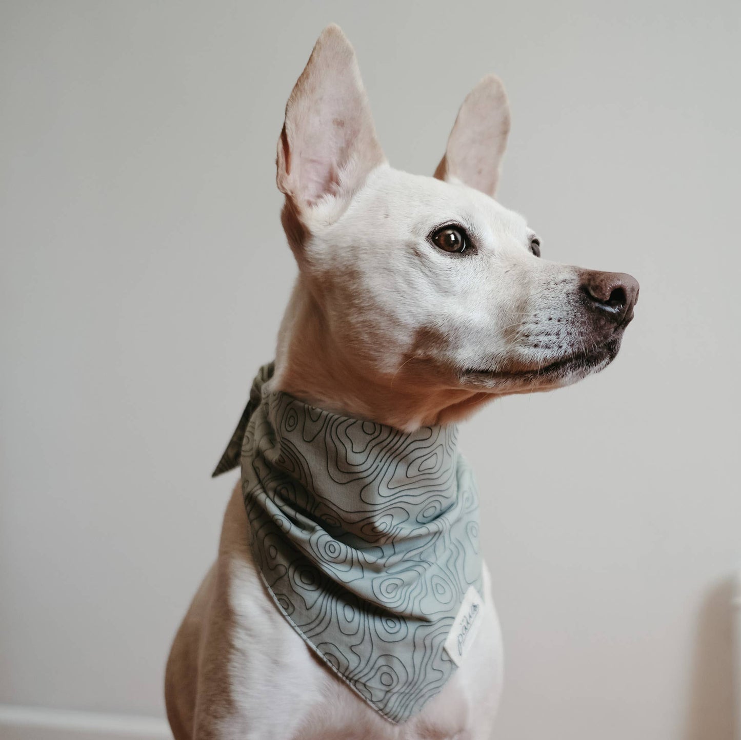 WANDER THE TRAILS BANDANA
