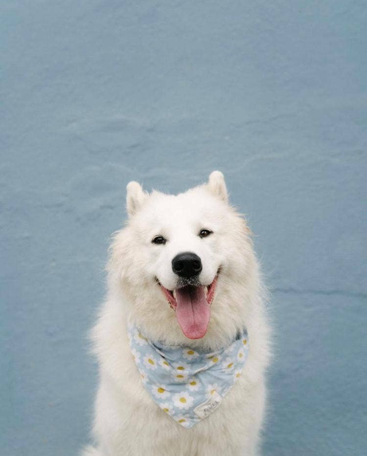 BLUE DAISY CHAIN BANDANA