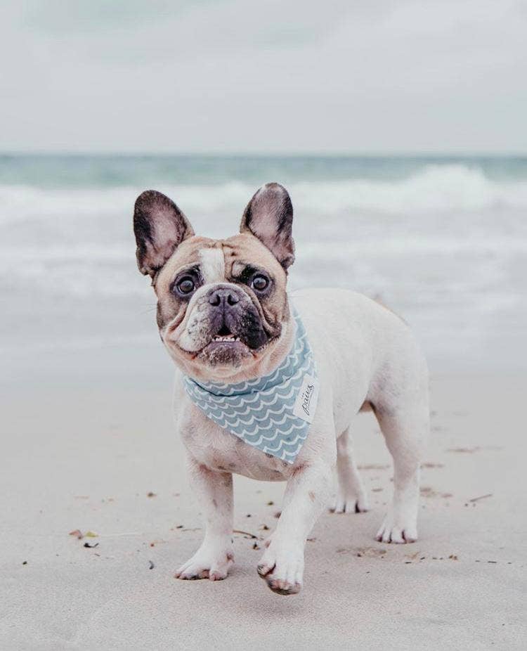 LITTLE WAVES BANDANA