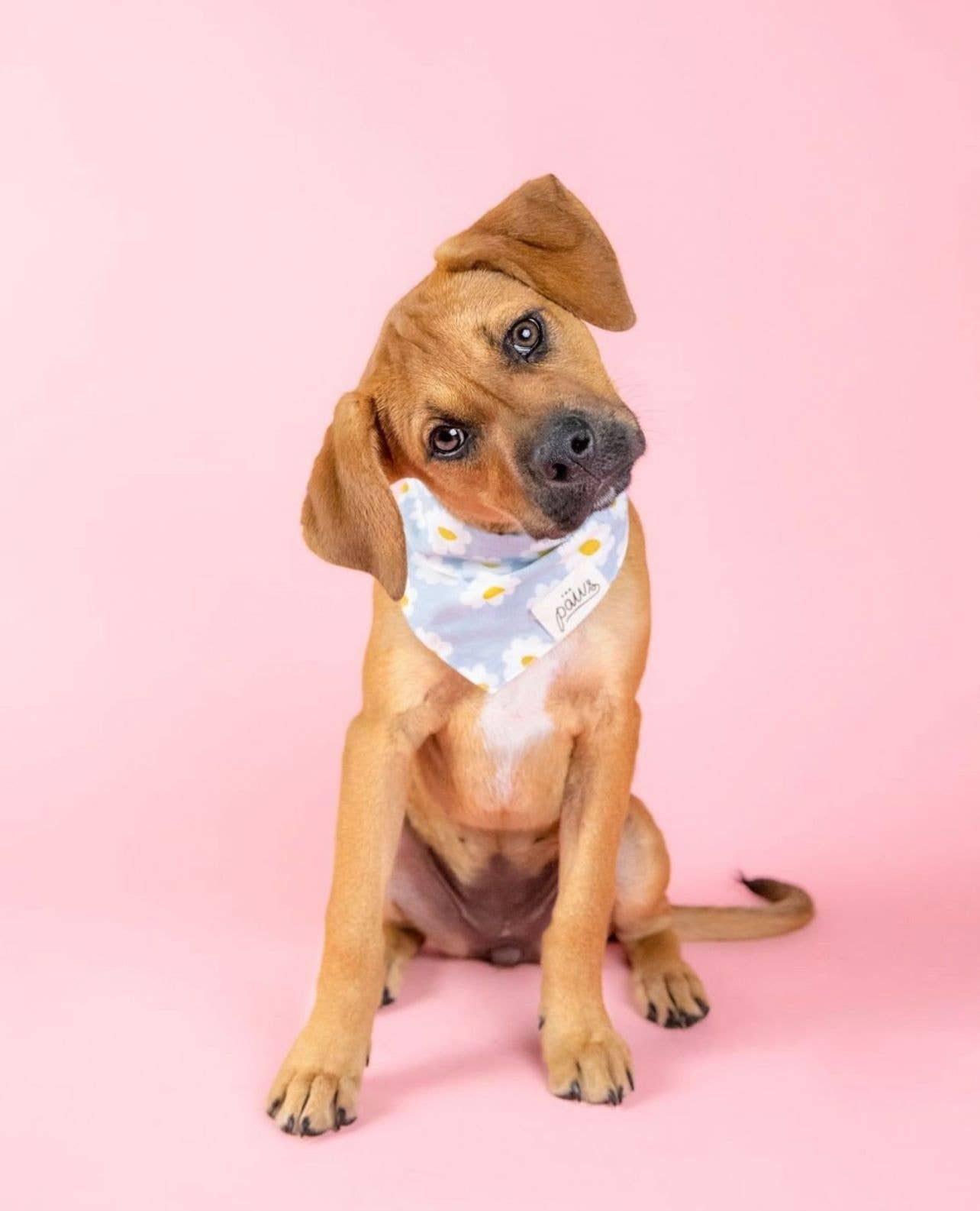 BLUE DAISY CHAIN BANDANA