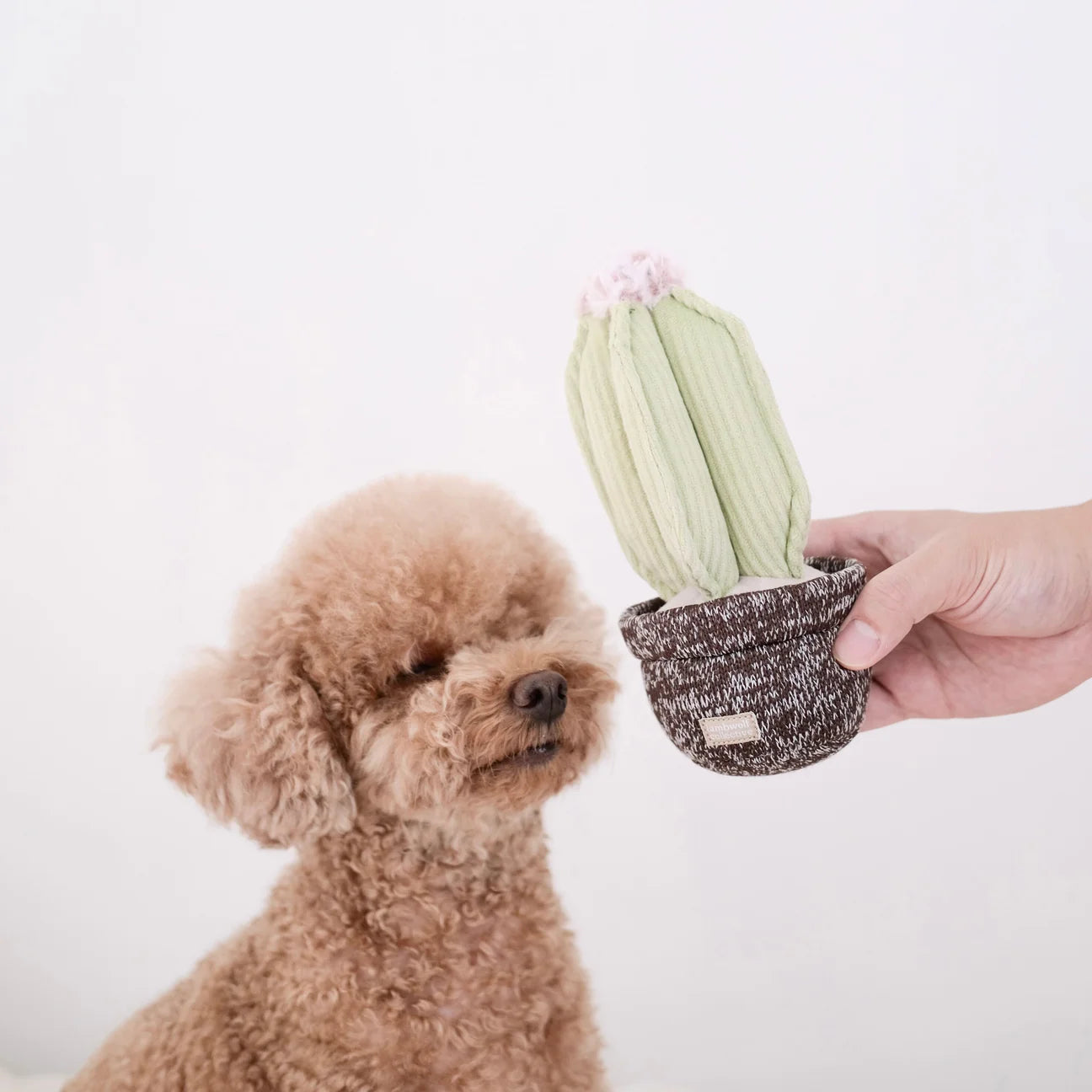 Cactus Snuffle + Squeaky Toy
